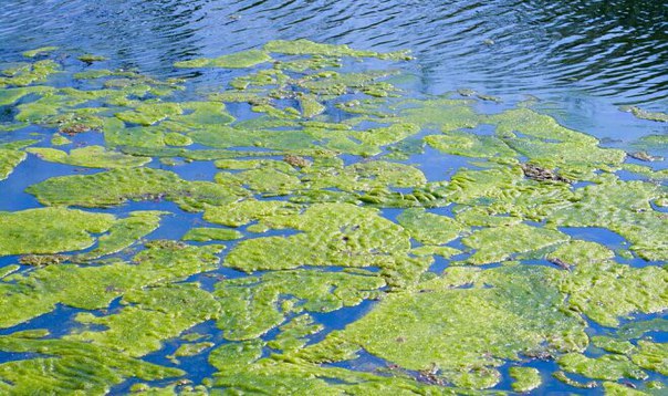 В Великобритании выпустят «зеленую» обувь из водорослей