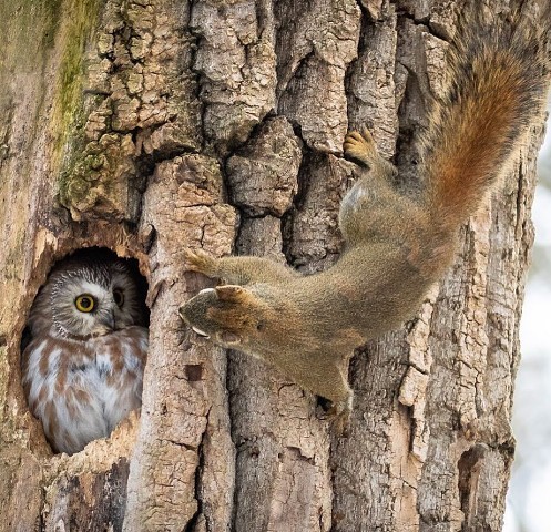 Привет, сосед ...