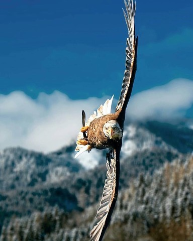 Красавец! ...