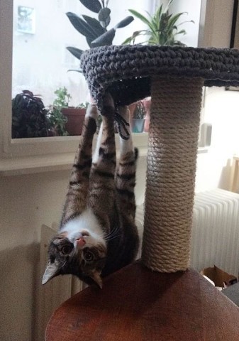 Кoгда в роду еcть лeнивцы