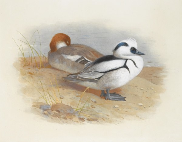 Художник Archibald Thorburn