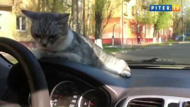 Смешное видео снял житель Брянска. Он посадил своего кота за руль автомобиля и прокатился с ветерком. 