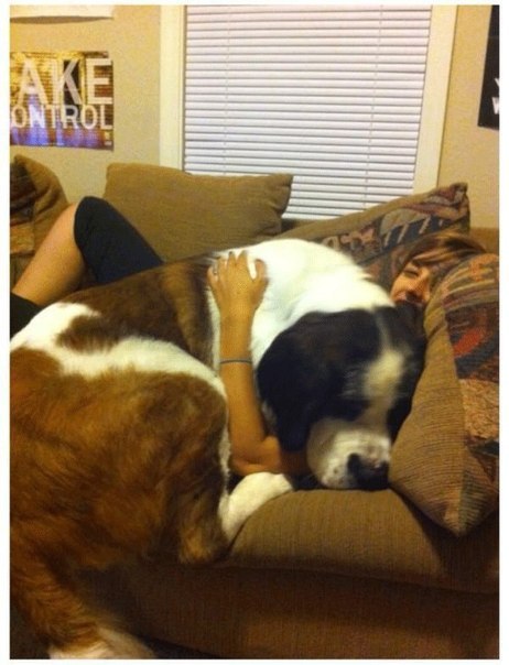 Пoдбoркa сoбaк, кoтoрыe увeрeны в тoм, чтo oни ручныe