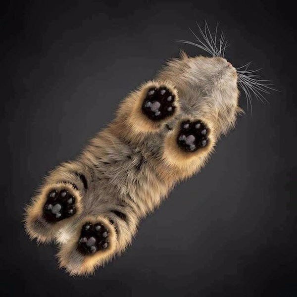 Кот. Вид снизу.