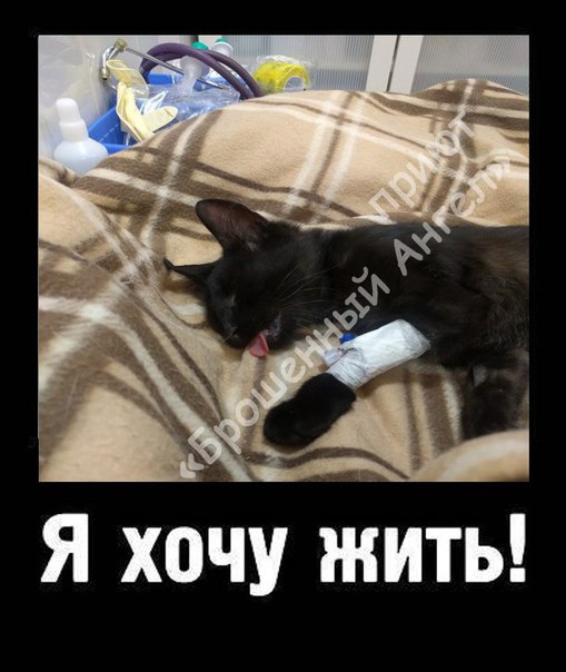 Снова СОС!!! Опять горе-пополнение... 
