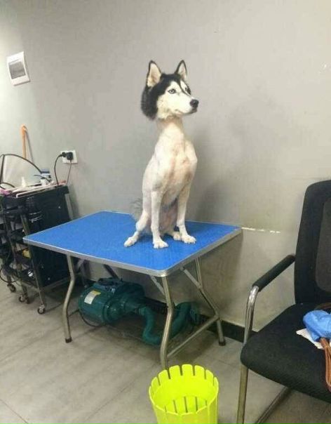 Никогда не стригите хаски