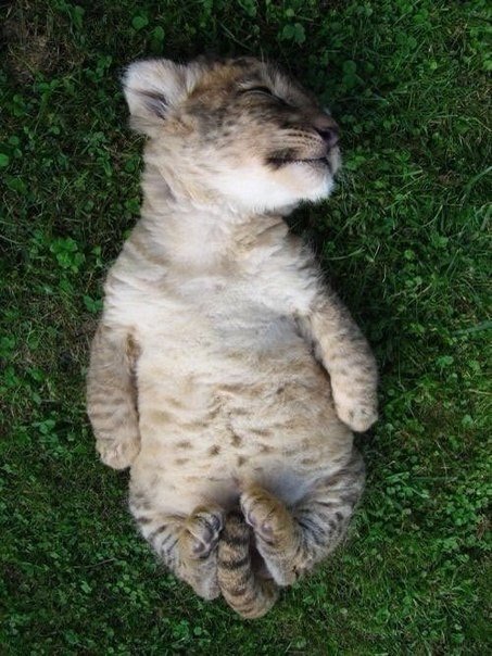 Котенок леопарда