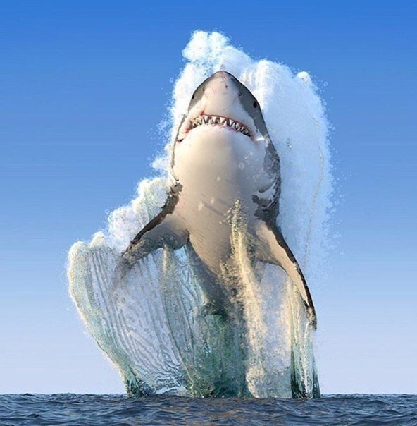 Снимок года от National Geographic