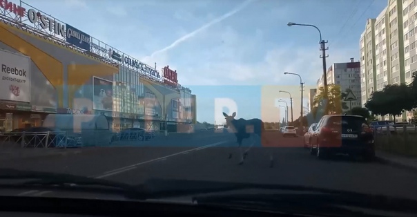 Видео: в Колпинском районе около 