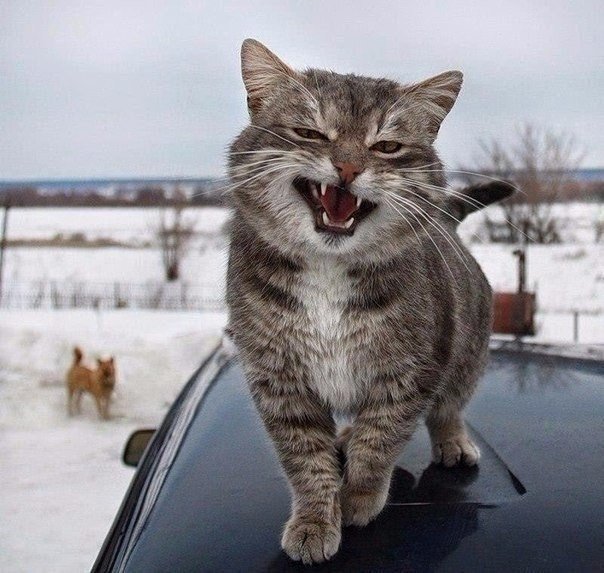 Так выглядит харизма