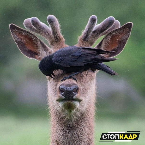 Это я сохраняю спокойствие при своих проблемах