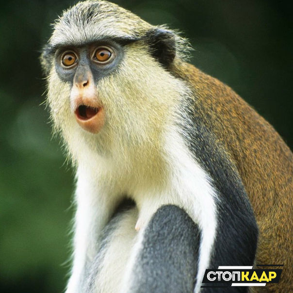 Когда слышу историю, рассказанную кем то, в сотый раз