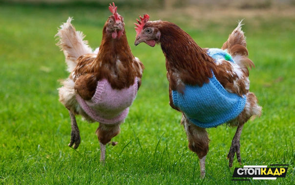 Когда внуки уже одеты...