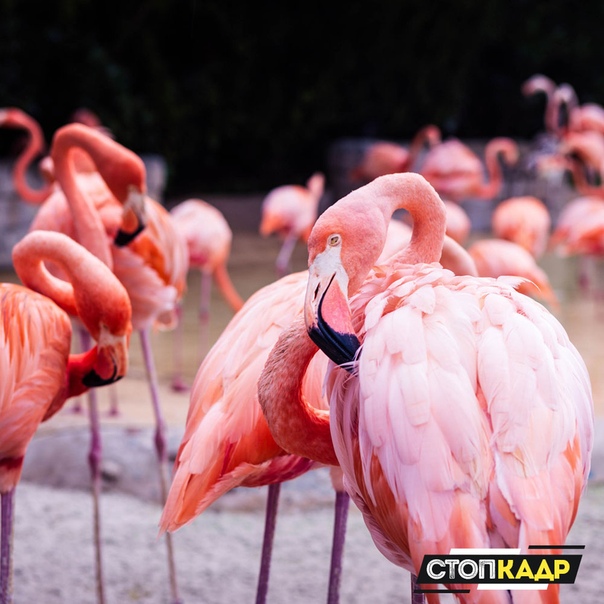 Красота и грация 