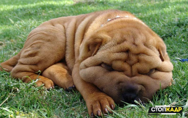 Эти складочки...