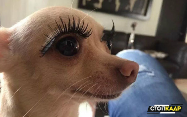 Моя девушка и ее нарощенные ресницы