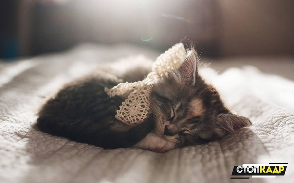 Тсс, котя спит 