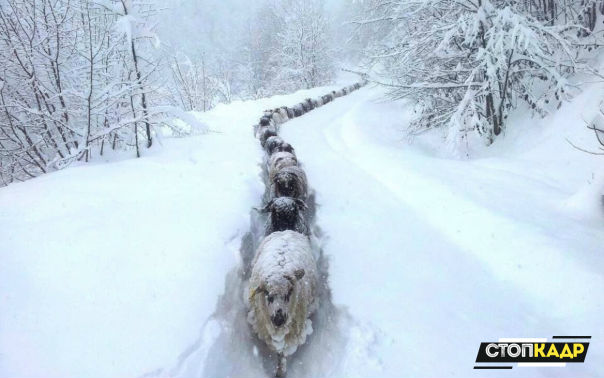 Друг за дружкой 