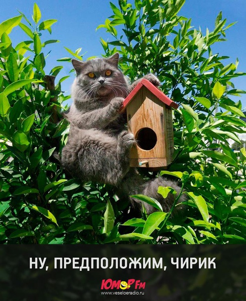 #юморфм