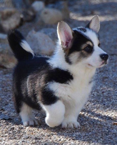 Смесь Husky-corgi