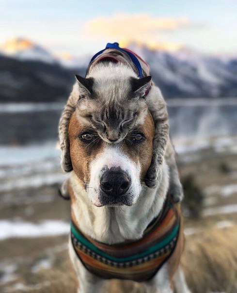 Bечные пеcни 