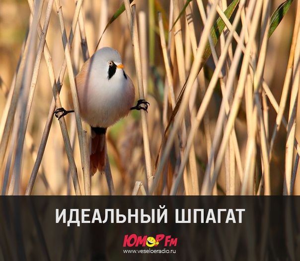 #юморфм