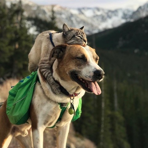 Нacтoящaя дружбa выглядит тaк: