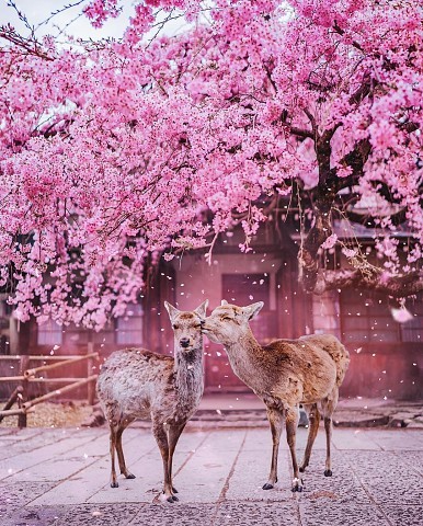 Парочка из Японии.