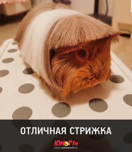 #стрижка #юморфм