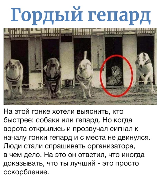 Горный гепард
