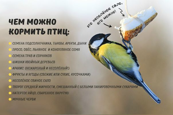 Друзья, сразу о деле, выхдите из дома, захватите с собою горсть семян, чтобы покормить птиц! 