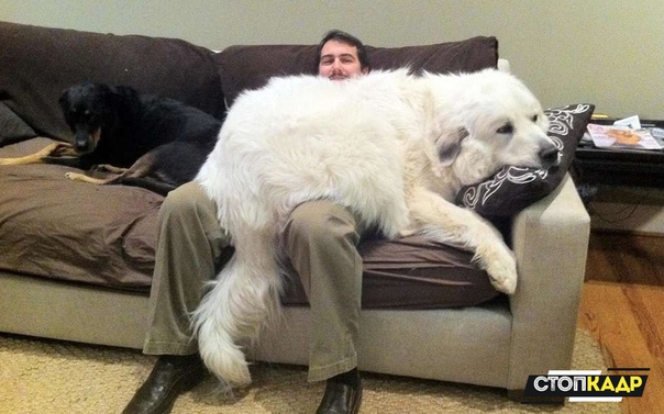 Хозяин, сегодня ты останешься дома