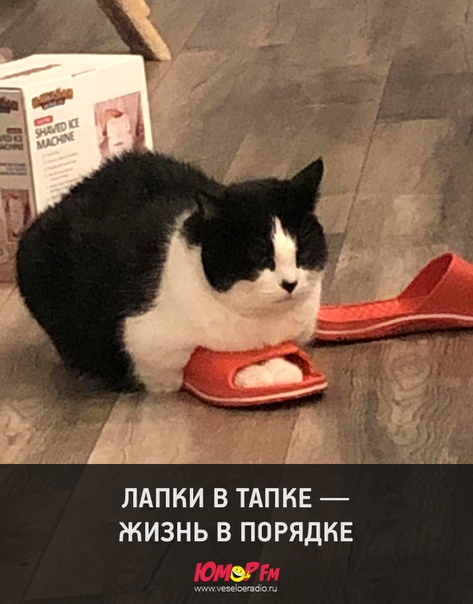 #котэ #юморфм