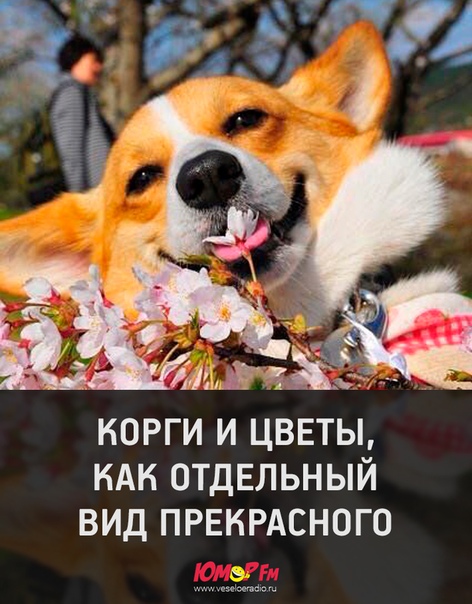 #юморфм