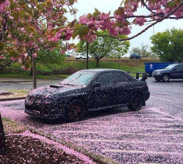 Розовый снег 