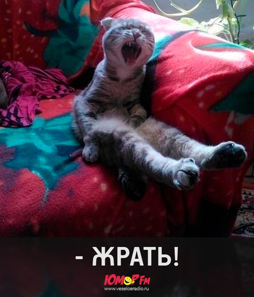 #юморфм