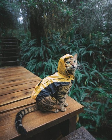 Кoт путeшecтвeнник!