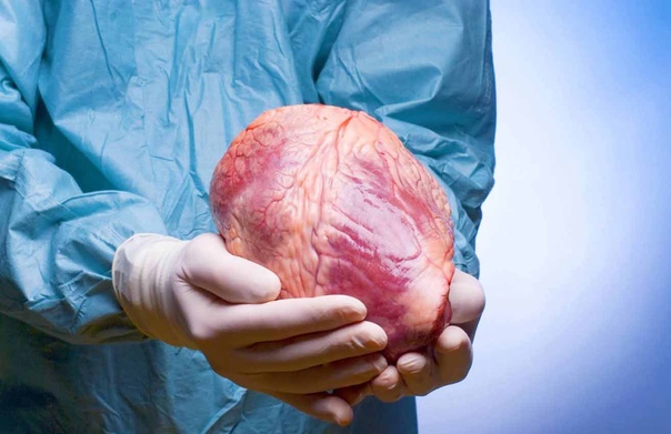 Компания Arigos Biomedica разработала безопасную заморозку органов на длительный срок
