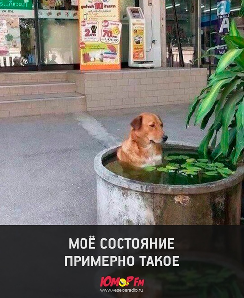 #жиза #юморфм