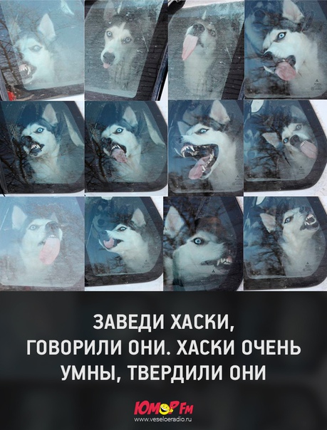 Просто милый песик любит лизать стекло