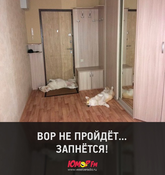 #суперпес #юморфм