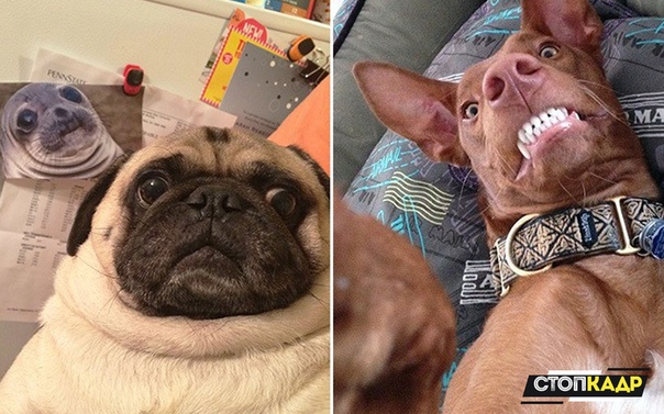 С братюней по скайпу 