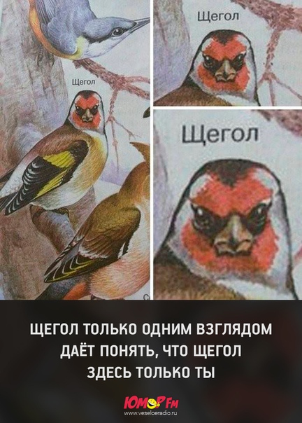 Каждый из нас иногда немного щегол...