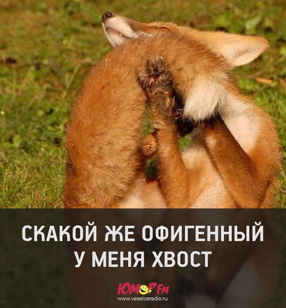 #юморфм