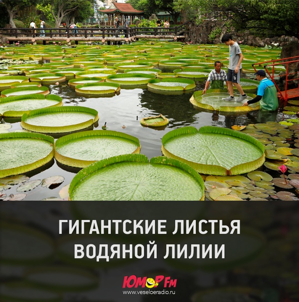 #юморфм