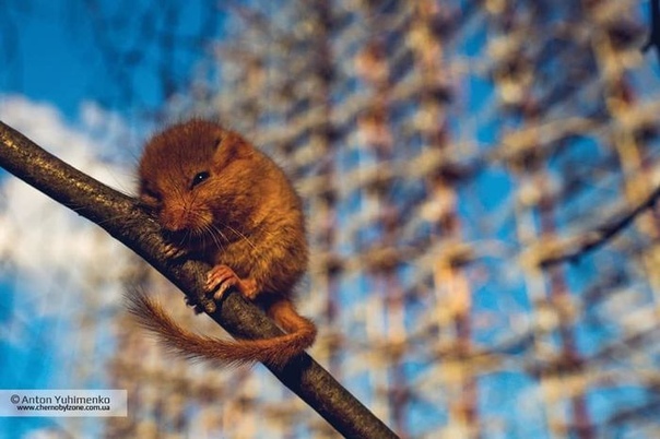 В зоне ЧАЭС сфотографировали редкого 