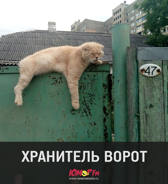 #хранитель #юморфм