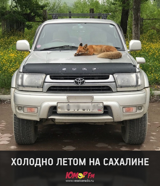 #лето #юморфм