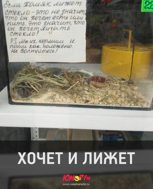 #хомяк #юморфм