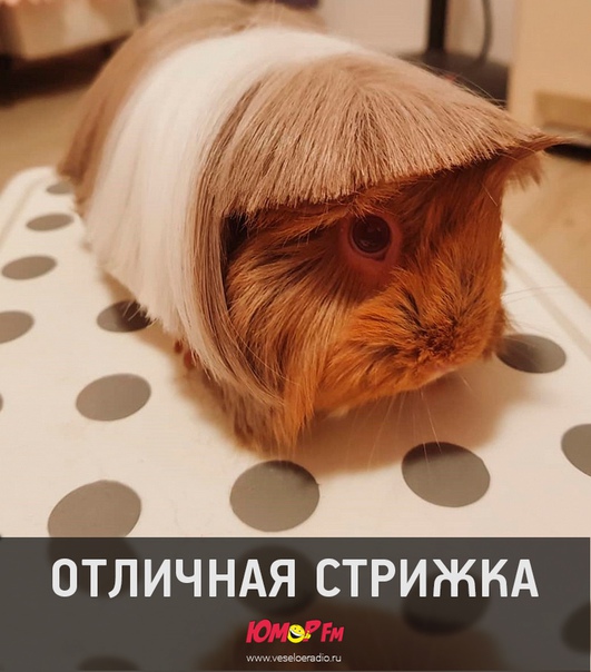 #стрижка #юморфм